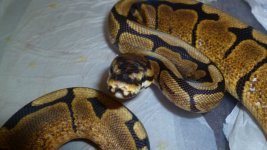 snakes5 007.jpg