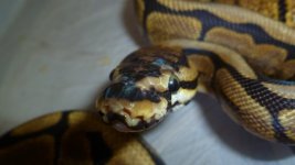 snakes5 008.jpg