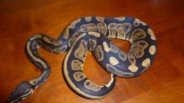 snakes5 010.jpg