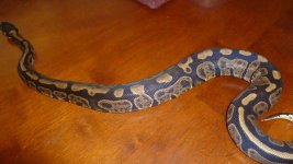 snakes5 011.jpg
