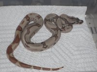 hypo jungle male 002.JPG