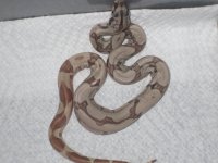 hypo jungle male 003.JPG