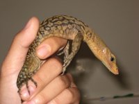 yellow monitor4.jpg