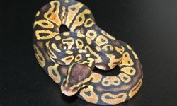 pastel-m-2011.jpg