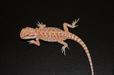 female2hypo.JPG