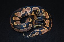 Calico Male 3 (2).jpg