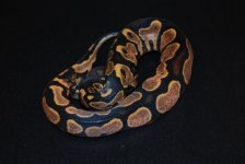 Calico Male 3 (3).jpg