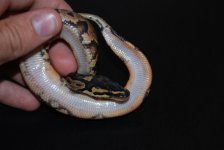 Calico Male 3.jpg
