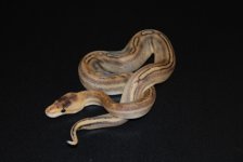 Champagne Male 4.jpg