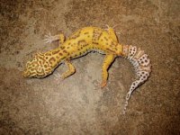 Red Stripe Bell albino het RADAR Female #2.JPG