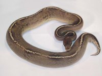 Onyx3.jpg