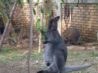 Bennett Wallaby 10.JPG
