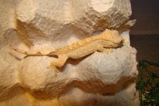 crestie sample04.jpg