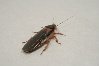 IansRoaches043-2.jpg