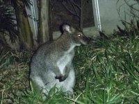 Bennett Wallaby 3.JPG