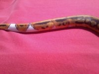 male pied.JPG