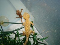 2011 sample crestie 2.jpg