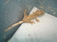 2011 sample crestie.jpg