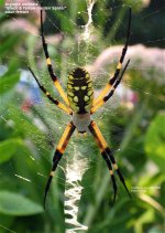 aaurantia(f){pa}.jpg