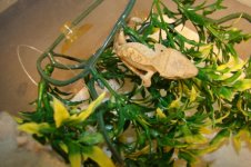 crestie sample05.jpg