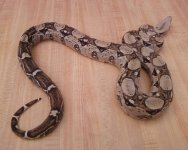 09 cblt female.JPG