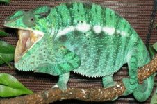 panther cham.jpg