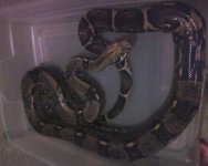 7 ft male red tail.JPG