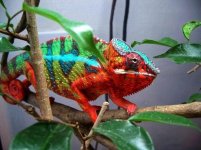 PantherChameleon4.jpg