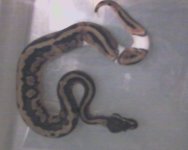 2010 male pied.jpg