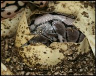 Ax.Spider2.Bee66.jpg