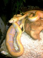 tiger retic.jpg