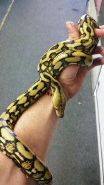 TigerRetic.jpg