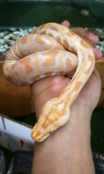 albino1.jpg