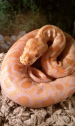 albino2.jpg