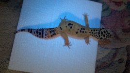 2011-08-09_21-31-29_958.jpg