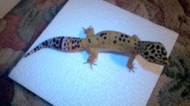 2011-08-09_21-31-09_551.jpg