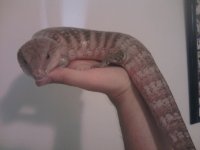 bluetongue1.jpg