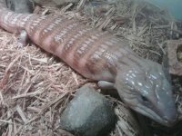bluetongue2.jpg