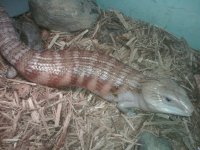 bluetongue3.jpg