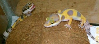 geckosss.jpg