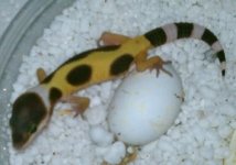 geckkof.jpg