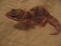 IMG_2658.jpg