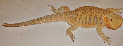 DSC06678.JPG