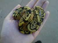 IMG00612-20110825-1556.jpg