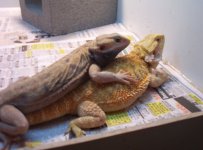 dex-breeding-1.jpg