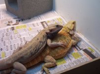 dex-breeding-2.jpg