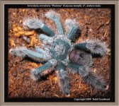 A.avicularia_Guyana(m)1.jpg