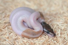 Mojave Pied female 1.jpg