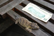 DSC_0249.jpg