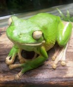 whitestreefrog2.jpg
